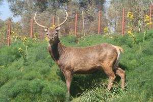 GUELMA (Algérie)  -  Les aires protégées et la biodiversité  Réserve naturelle de Béni Salah