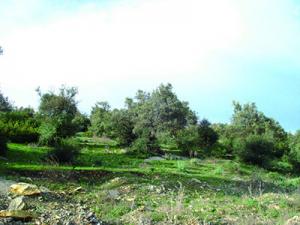 Cueillette des olives à Jijel : Une affaire de femmes