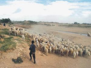 Algérie - STEPPE DES HAUTS-PLATEAUX: Le Sud, plaque tournante de la transhumance