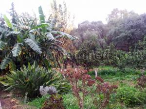 Le Jardin de la villa Ben Smen, située dans le fahs d’Al-Qadous, localité de Hydra