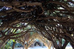 Allée des dracaenas - Jardin d\'essai El Hamma - Alger