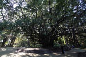 Le Jardin d\'Essai d\'Alger, l\'arbre de Tarzan.