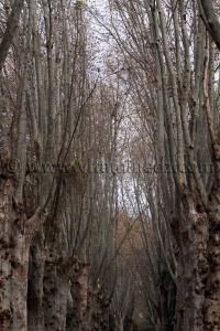 Platanes géants Jardin d\'Essai d\'Alger