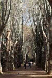 L\'allée des platanes - Jardin d\'Essai d\'Alger