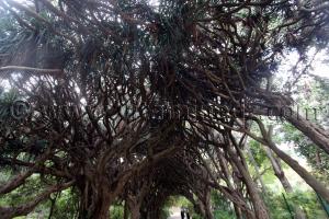 Allée des dracaenas - Jardin d\'essai El Hamma - Alger