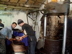 La campagne oléicole bat son plein à Tizi Ouzou:  Une récolte moyenne attendue