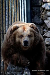 Ours Brun Le Zoo du Jardin d\'Essai d\'Alger