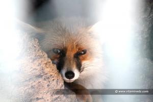 Le renard roux  Zoo du Jardin d\'Essai d\'Alger