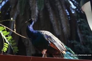 Le Paon, Zoo du Jardin d\'Essai d\'Alger
