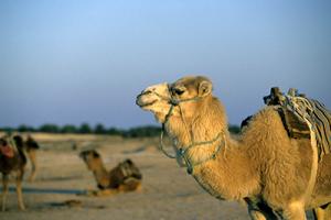 Tamanrasset - Plus de 40 associations agricoles ont pris part à la fête du camelin: L’Ahaggar relance le débat sur l’importance du dromadaire
