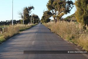 Entrée boisée de Rachgoun, ou ce qui reste des arbres massacrés