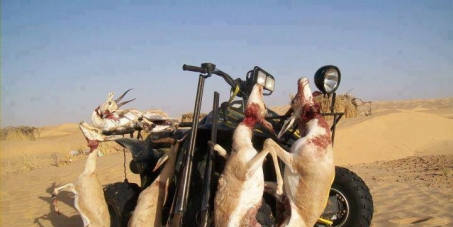 Oued Souf - La population au secours des gazelles massacrées par les émirs du Golfe