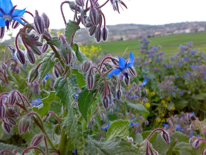 الطبيعة الرائعة