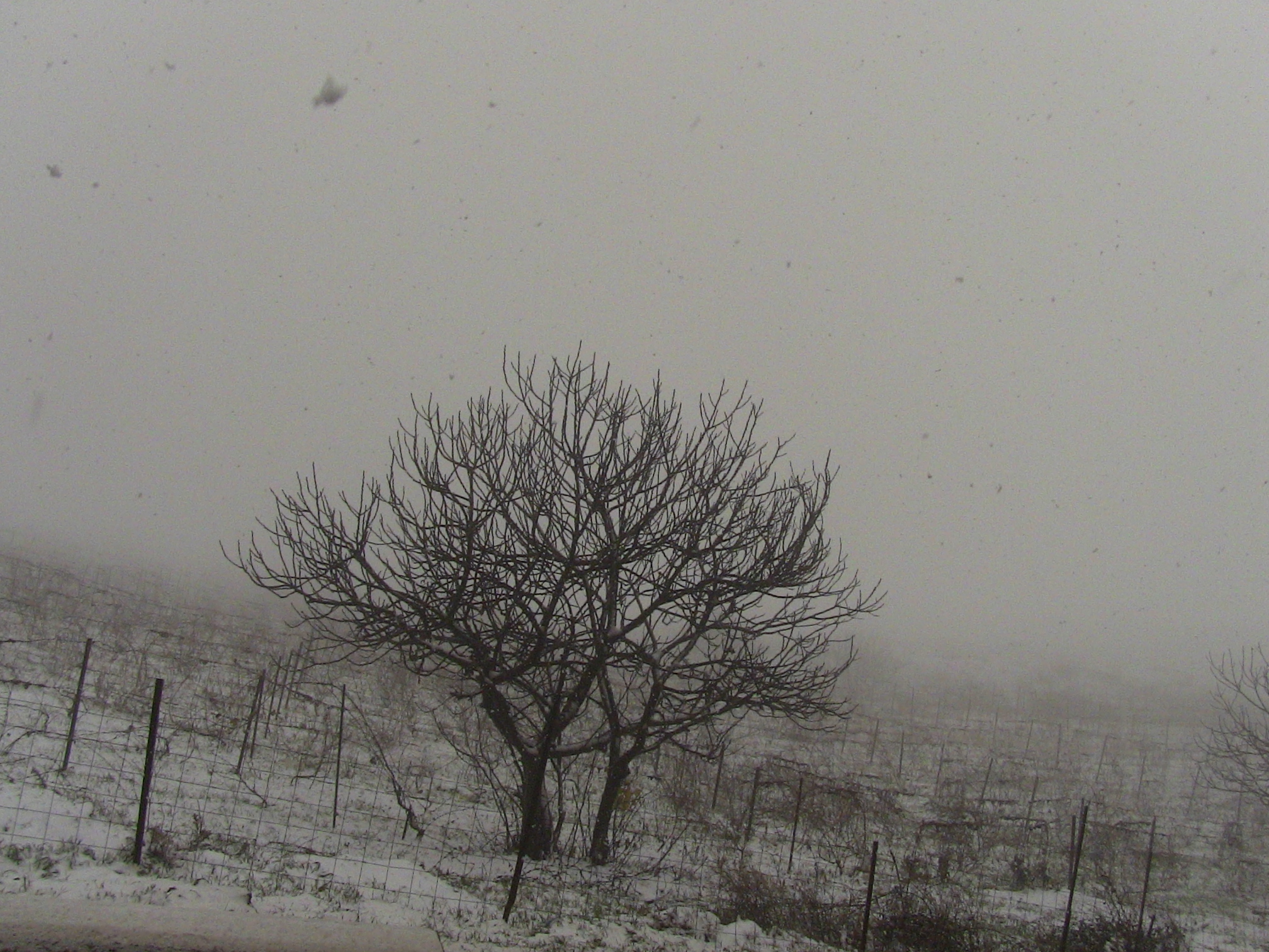 Premières chutes de neige sur le Col de Ben chicao (Hier le 07.12.14)