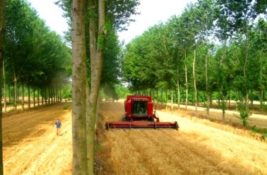 Planète - Une ancienne façon de cultiver la terre: l’agroforesterie