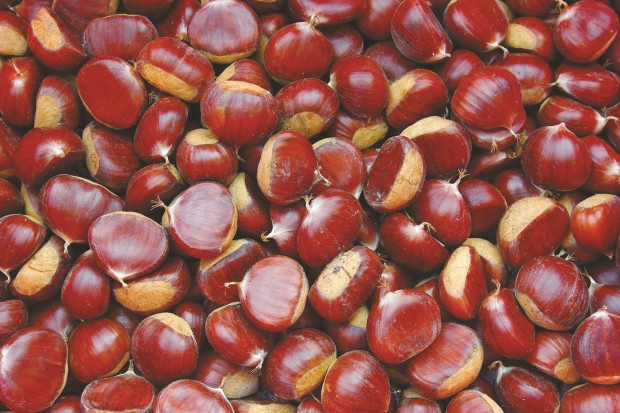 Algérie - Elles sont cédées à 900 da le kilo:  Des chataîgnes importées d’Espagne