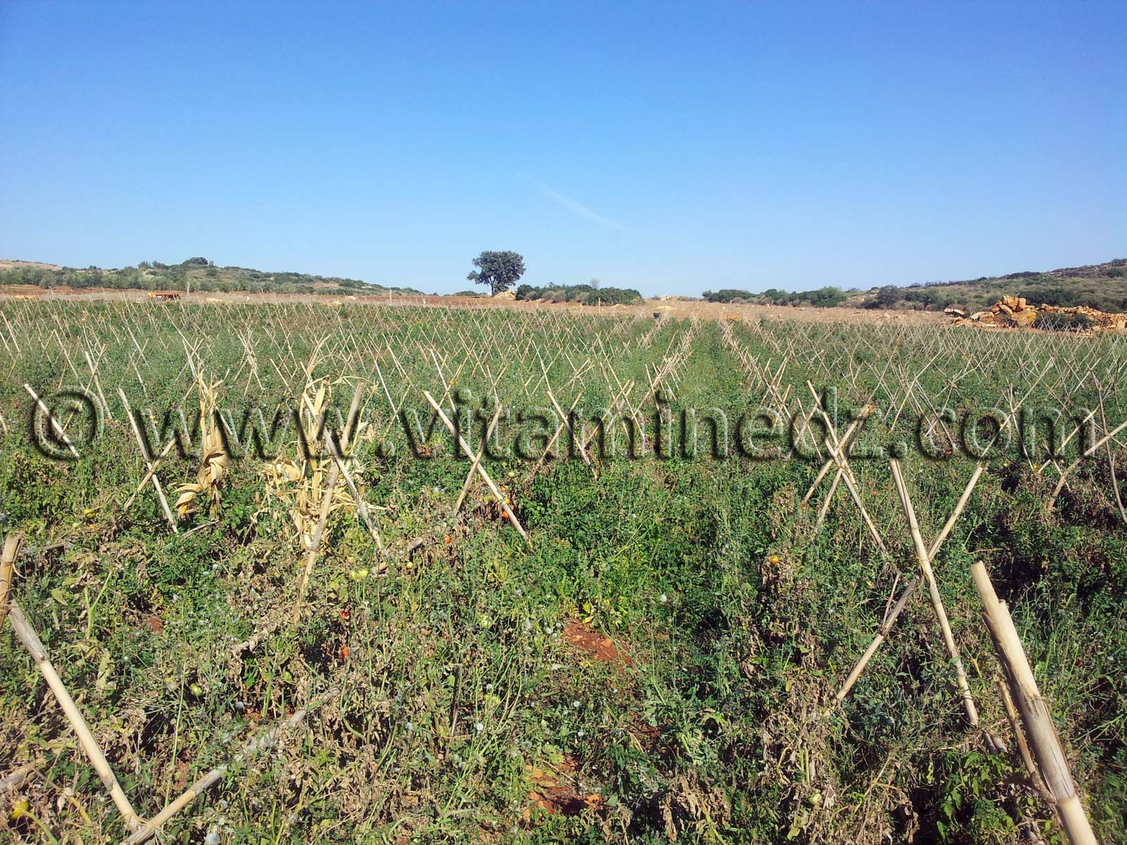 Champ privé à Tagma, culture de tomates