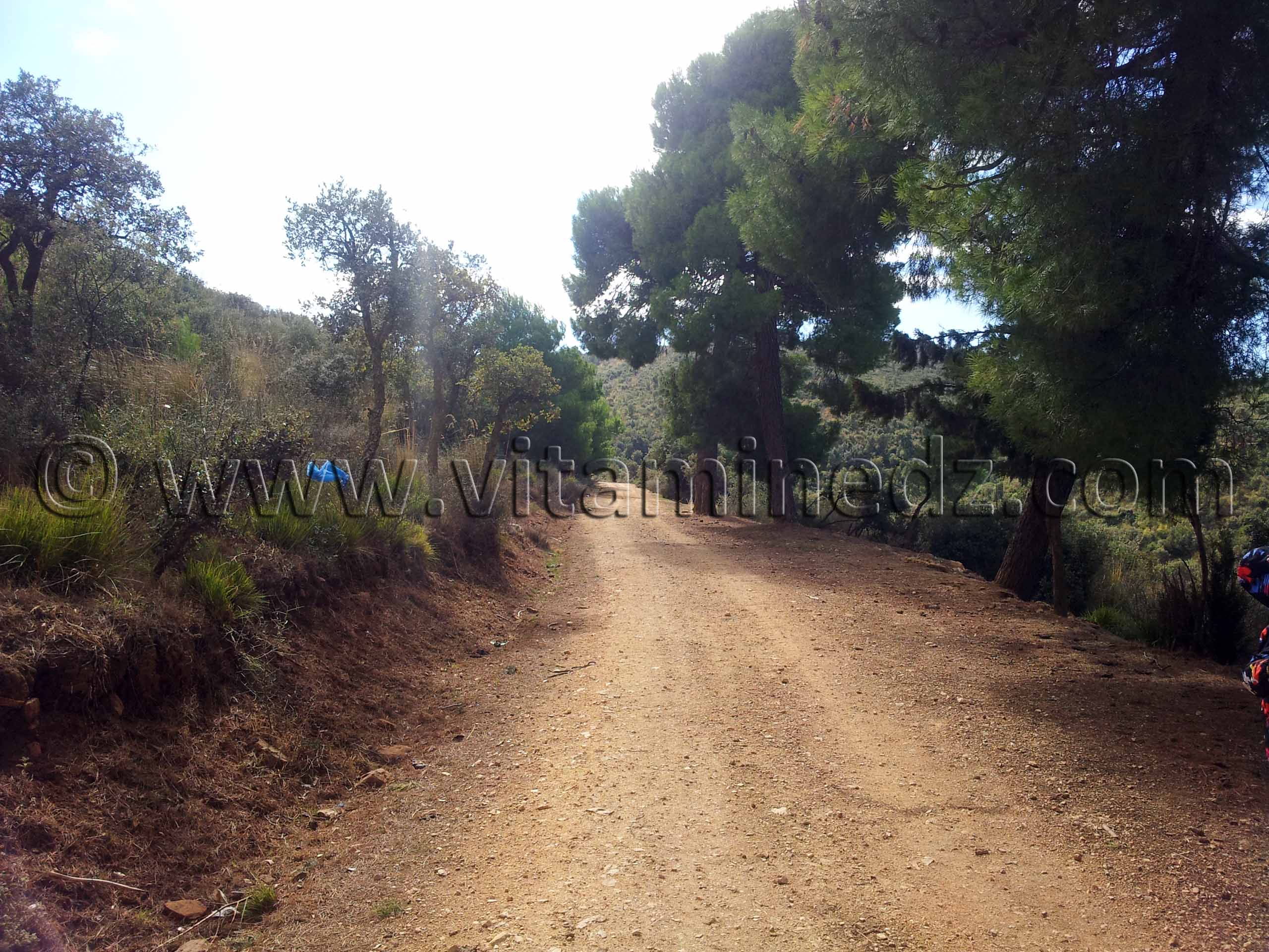 Foret de Zarifet, Pins, chêne liège