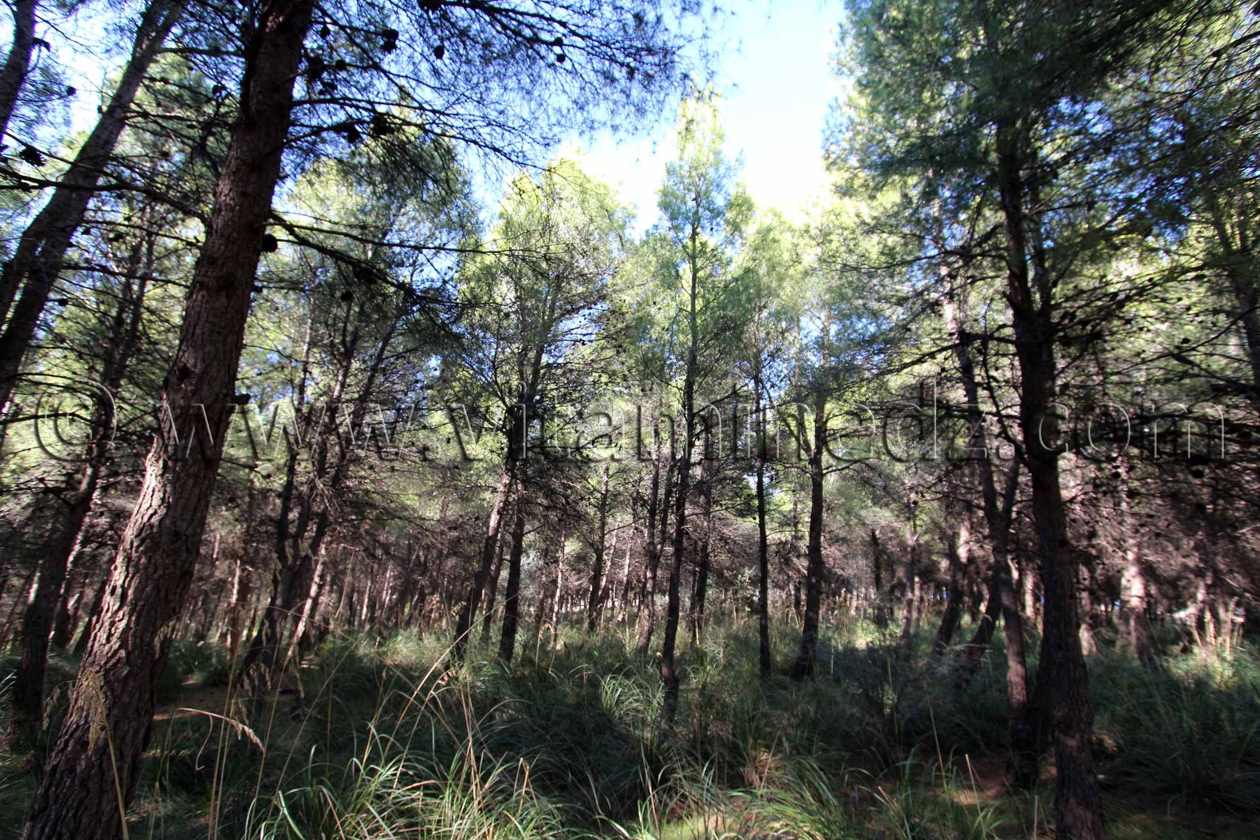 Tlemcen Foret de Zarifet, Pins, chêne liège