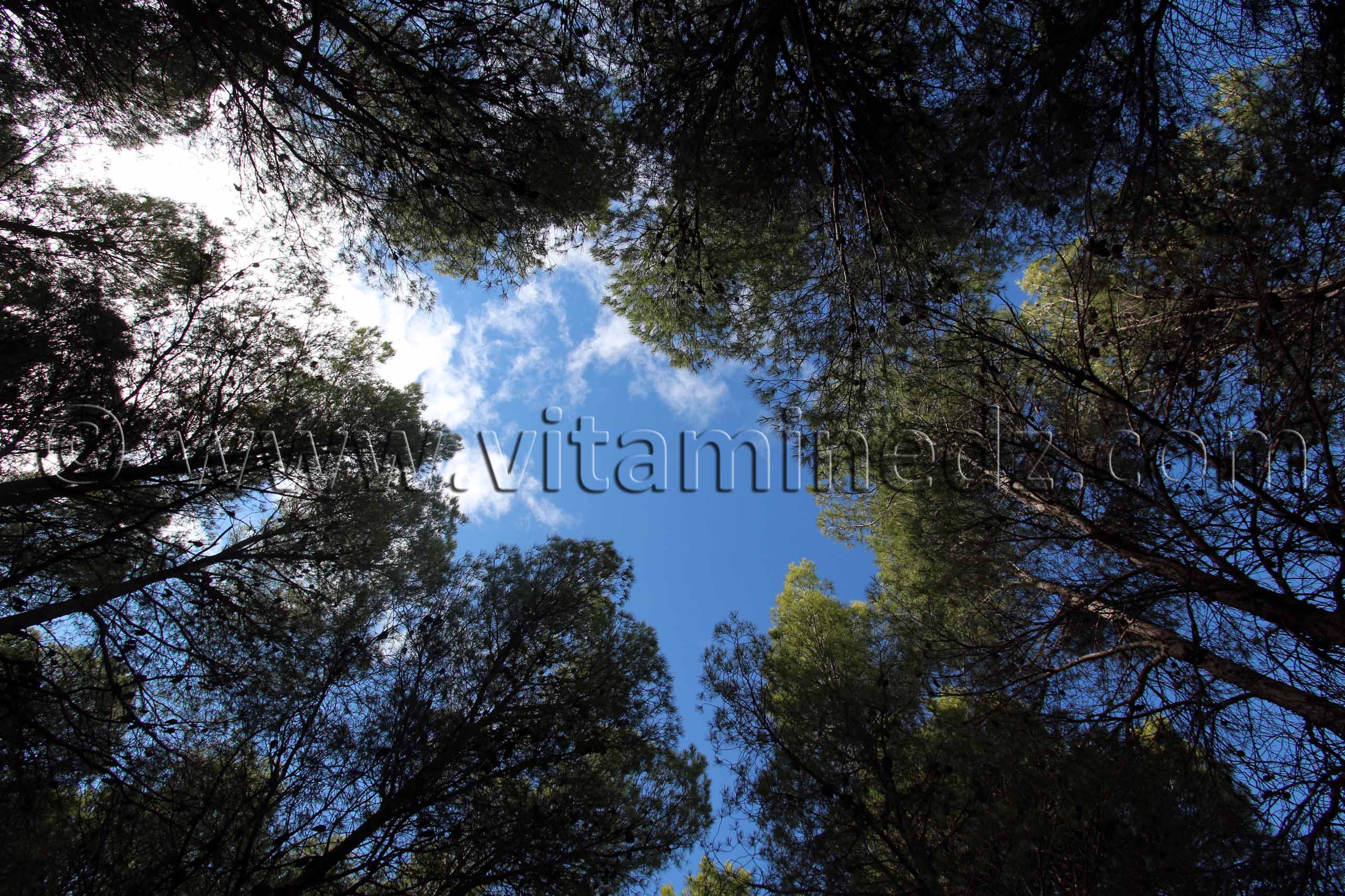 Tlemcen - Pinedes à la Foret de Zarifet