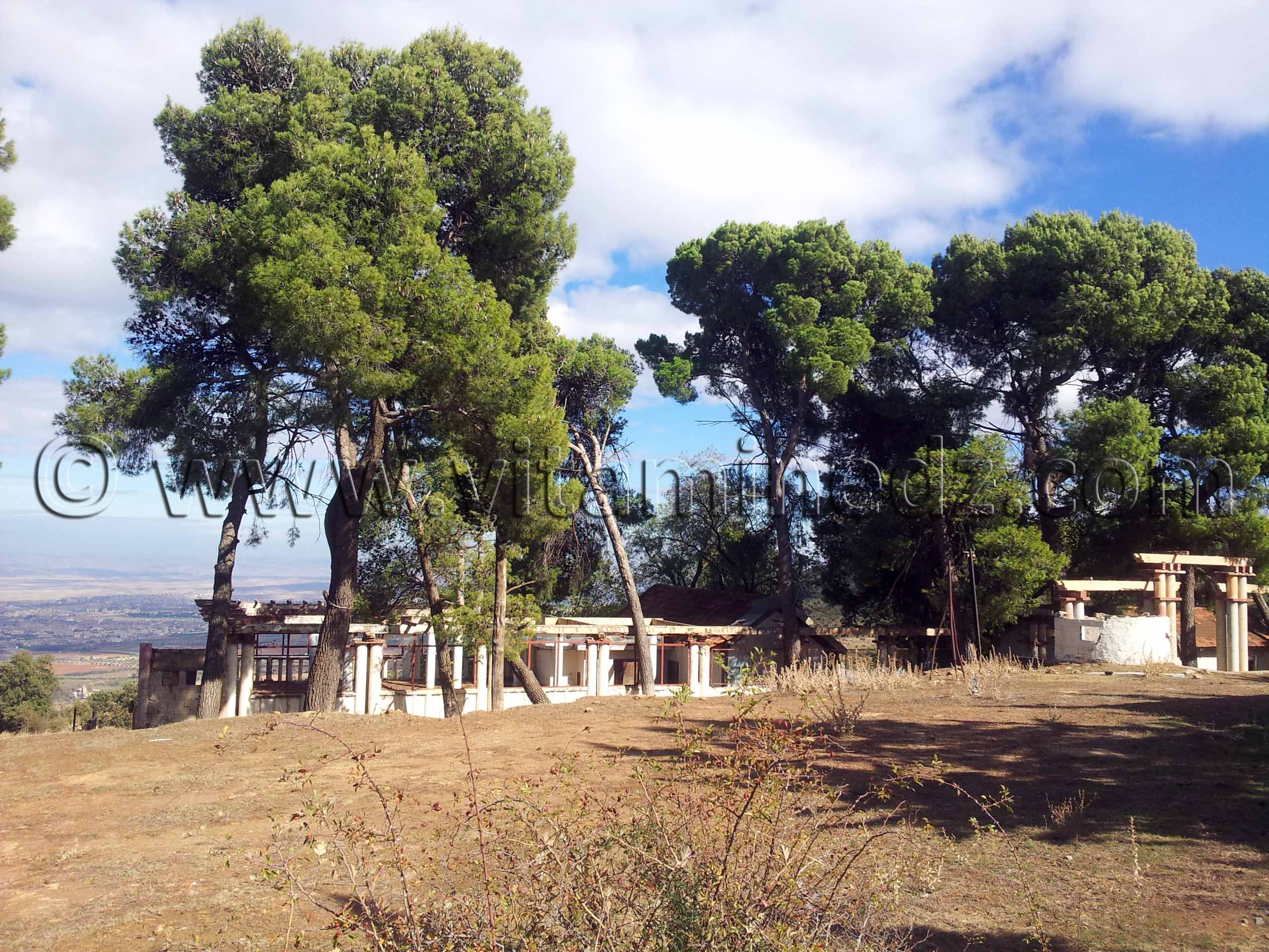 Tlemcen, ancien campement militaire - Foret de Zarifet, Pinèdes