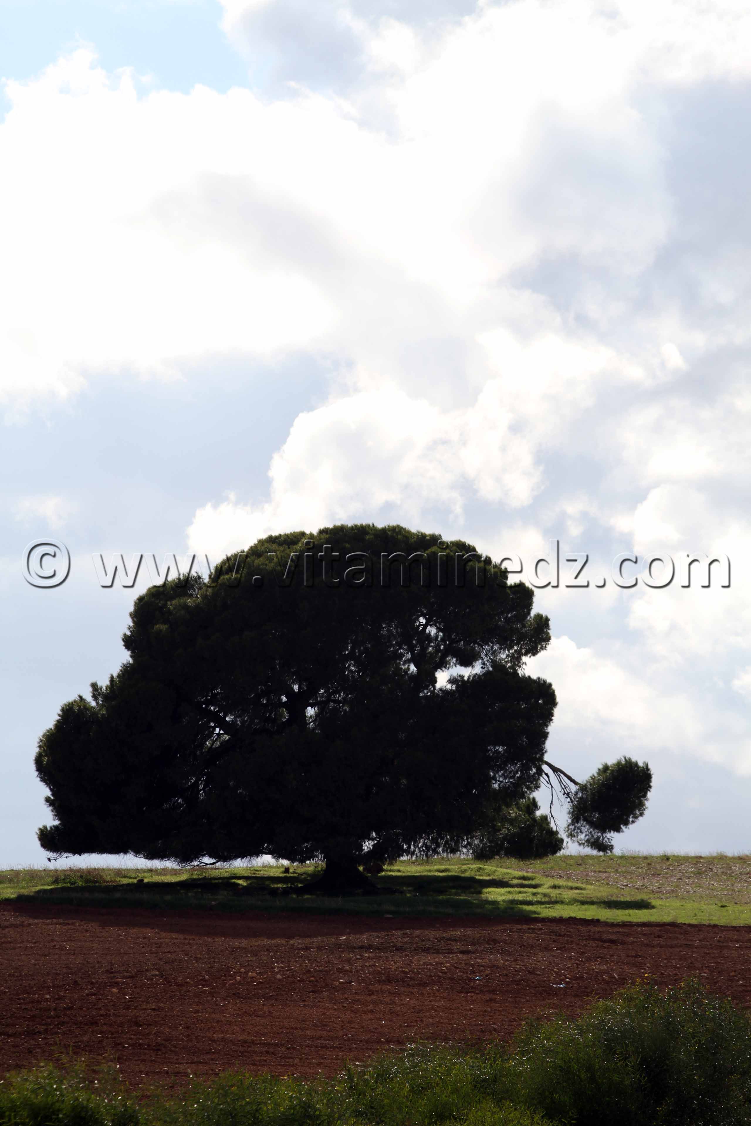 Bel Arbre aux abords de l'autoroute Est Ouest