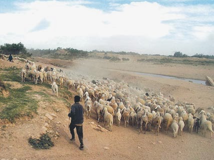 Algérie - STEPPE DES HAUTS-PLATEAUX: Le Sud, plaque tournante de la transhumance
