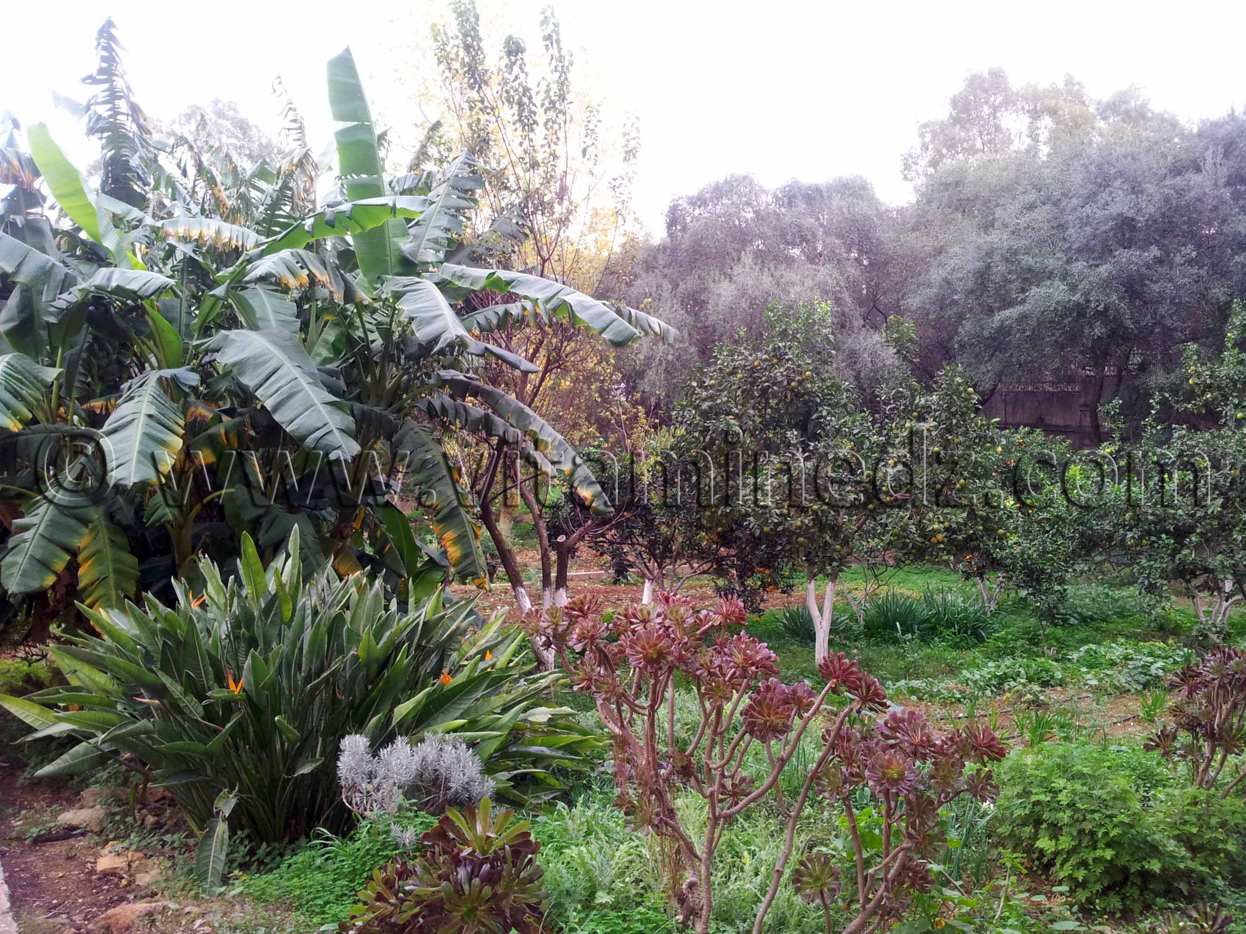 Le Jardin de la villa Ben Smen, située dans le fahs d’Al-Qadous, localité de Hydra
