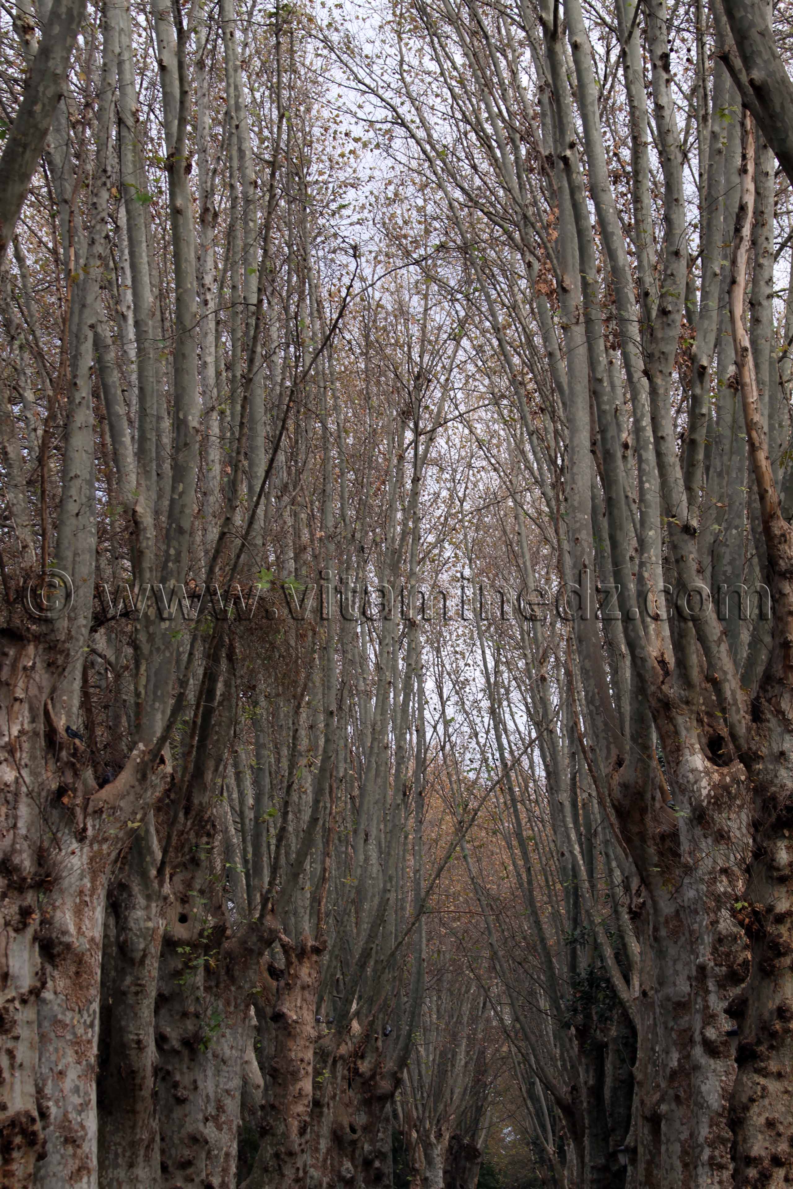 Platanes géants Jardin d'Essai d'Alger