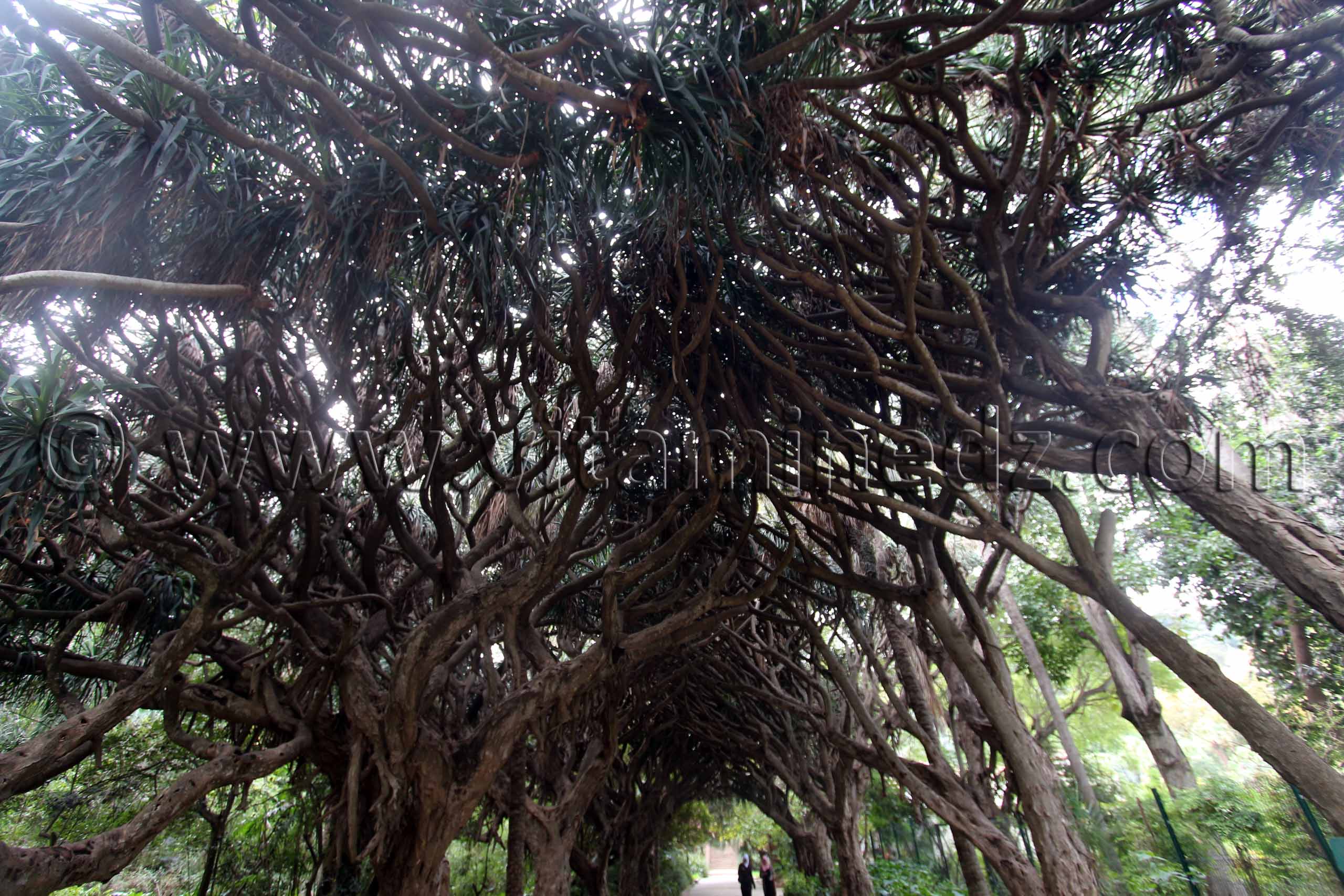 Allée des dracaenas - Jardin d'essai El Hamma - Alger