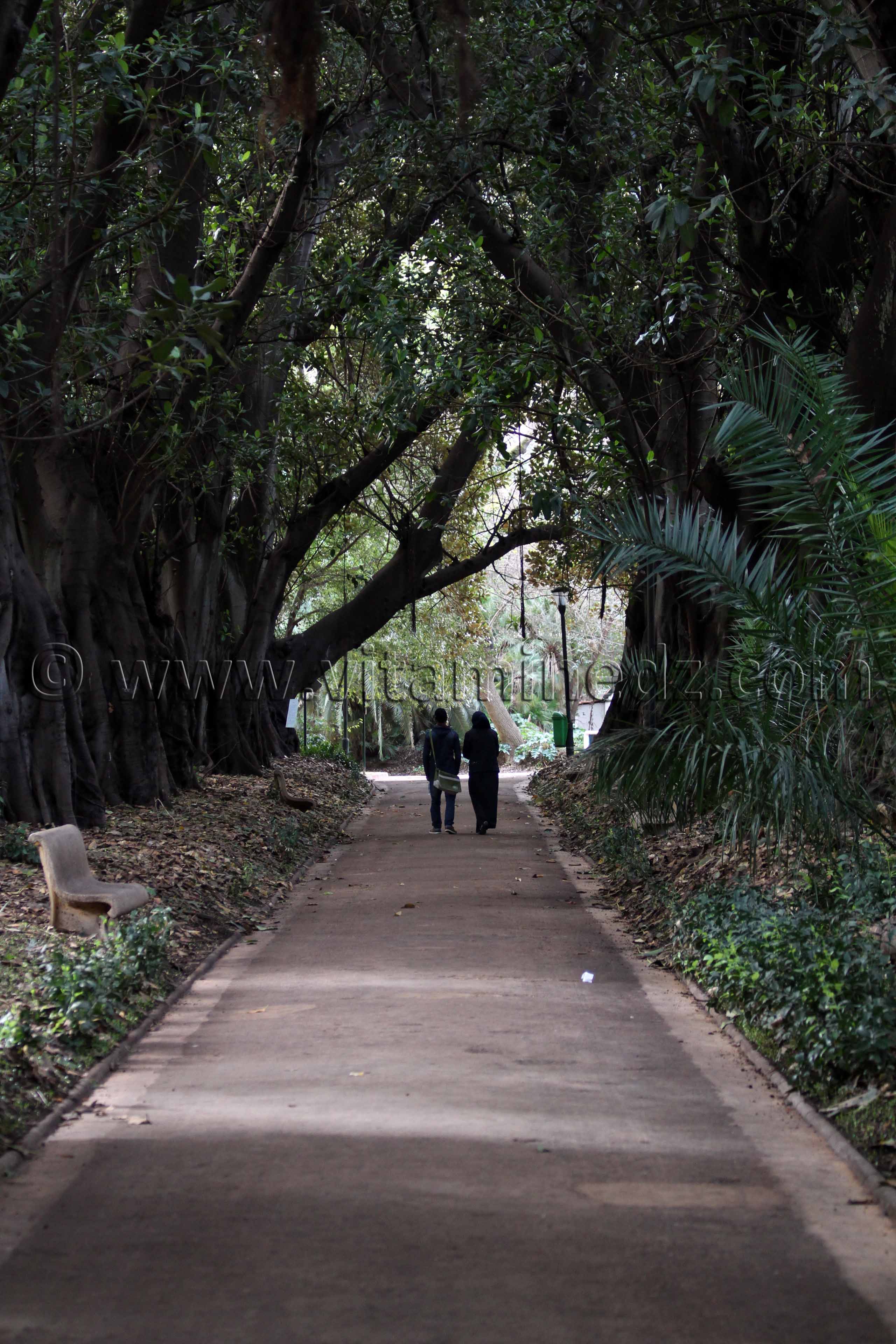 L'allée des grands ficus au Jardin d'Essai d'Alger