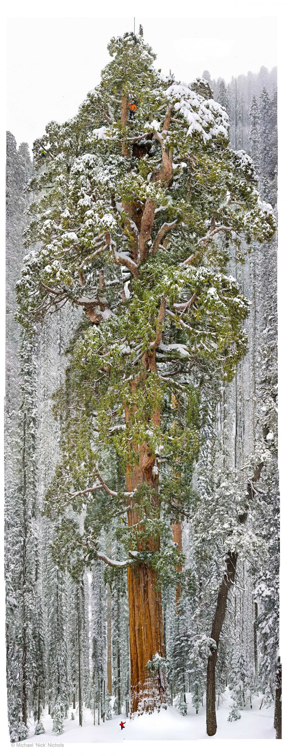 Planète - Un séquoia: Cet arbre vieux de 3.200 ans est tellement grand qu'il n'avait jamais été pris en photo en entier jusqu'à présent