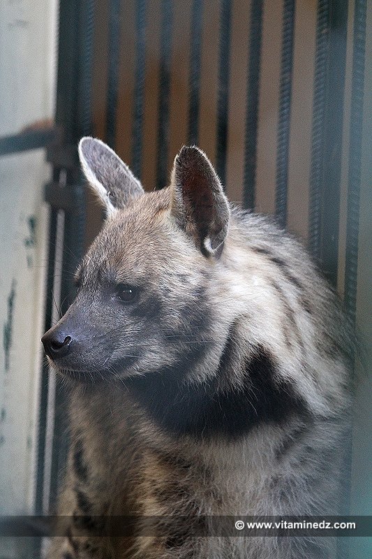 Hyène  Le Zoo du Jardin d'Essai d'Alger