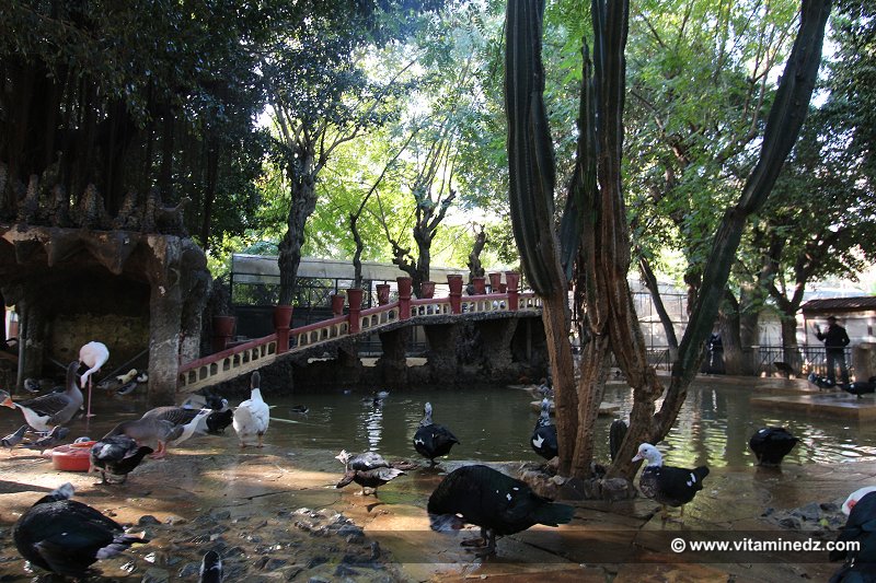 Marre aux canards  Zoo du Jardin d'Essai d'Alger