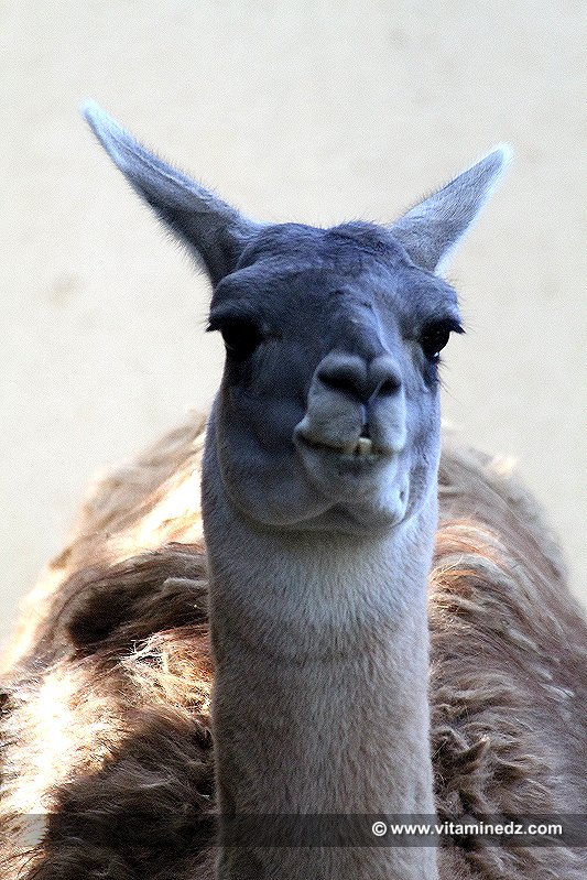 Le Lama   Zoo du Jardin d'Essai d'Alger