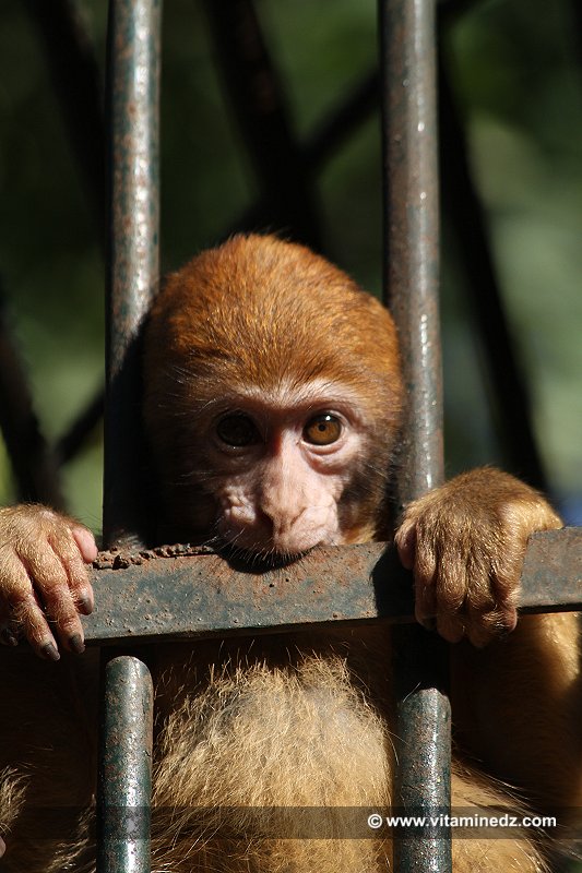 Le singe magot  Zoo du Jardin d'Essai d'Alger