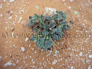 Plante desertique, Oasis de Tala, Timimoun