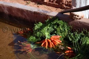 Carottes des jardins de Samjane (Gourara)