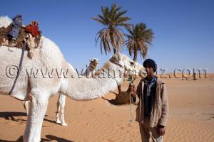 Guide desert, Région de Samjane (Gourara)
