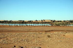 le lac Hassi El Gara à El Ménéa (El Golea)