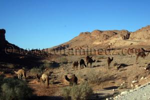 Brezina, chameaux en liberté
