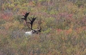 Planète - Le Canada veut sauver ses caribous
