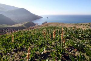 Plantes sauvages Plage de Zouanif