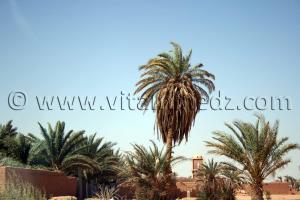 Ksar Azzi, Commune de Fenoughil, wilaya d\'Adrar