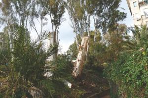 Cela se passe à Alger:  Massacre à la tronçonneuse d’eucalyptus centenaires