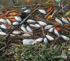 Barrage de Béni haroun à Mila:  Polémique autour de la pollution des eaux