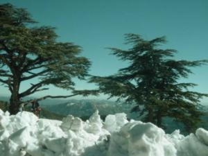 Virée sur les monts blidéens: Chréa, entre beauté de la nature et abandon