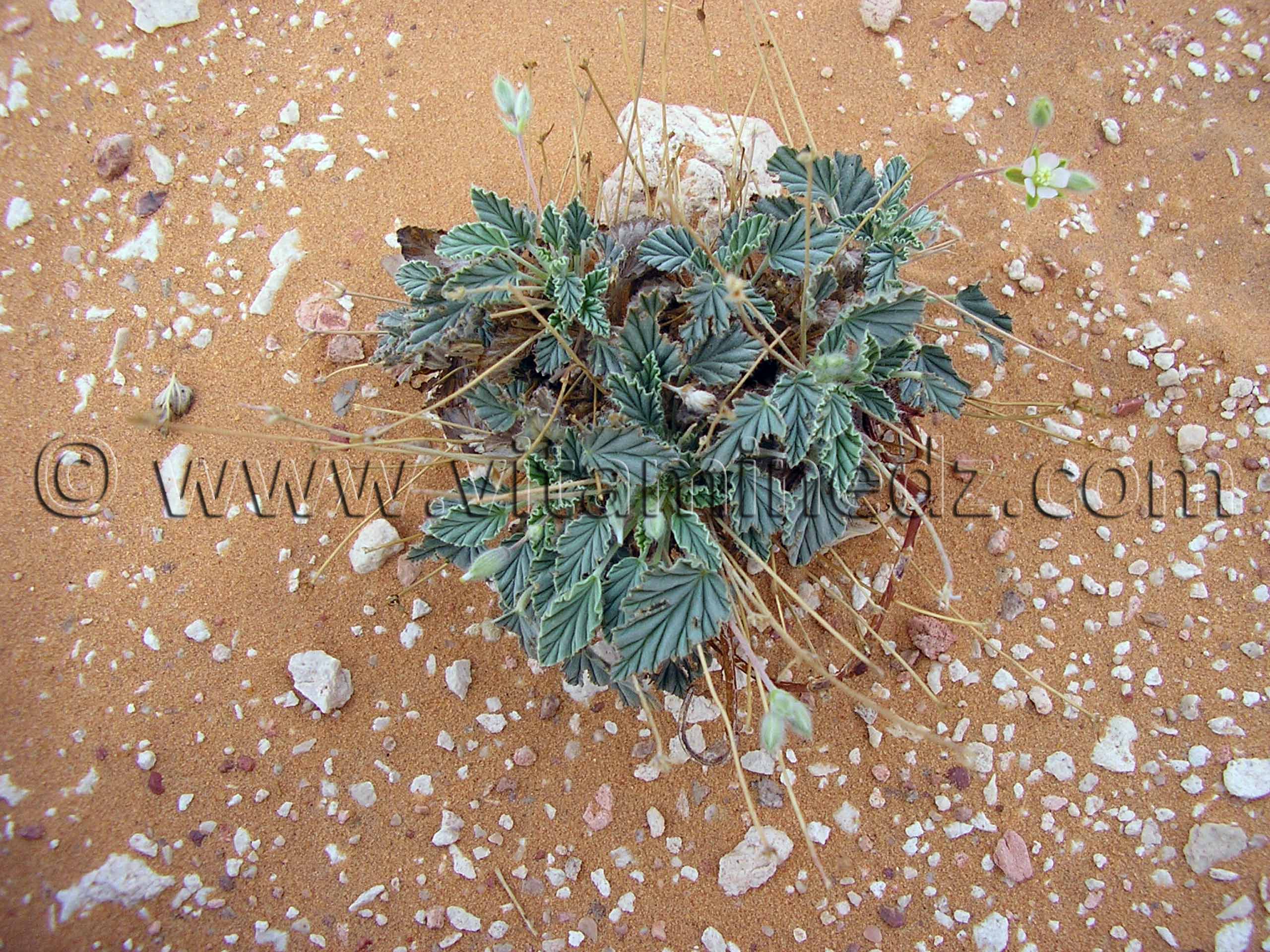 Plante desertique, Oasis de Tala, Timimoun