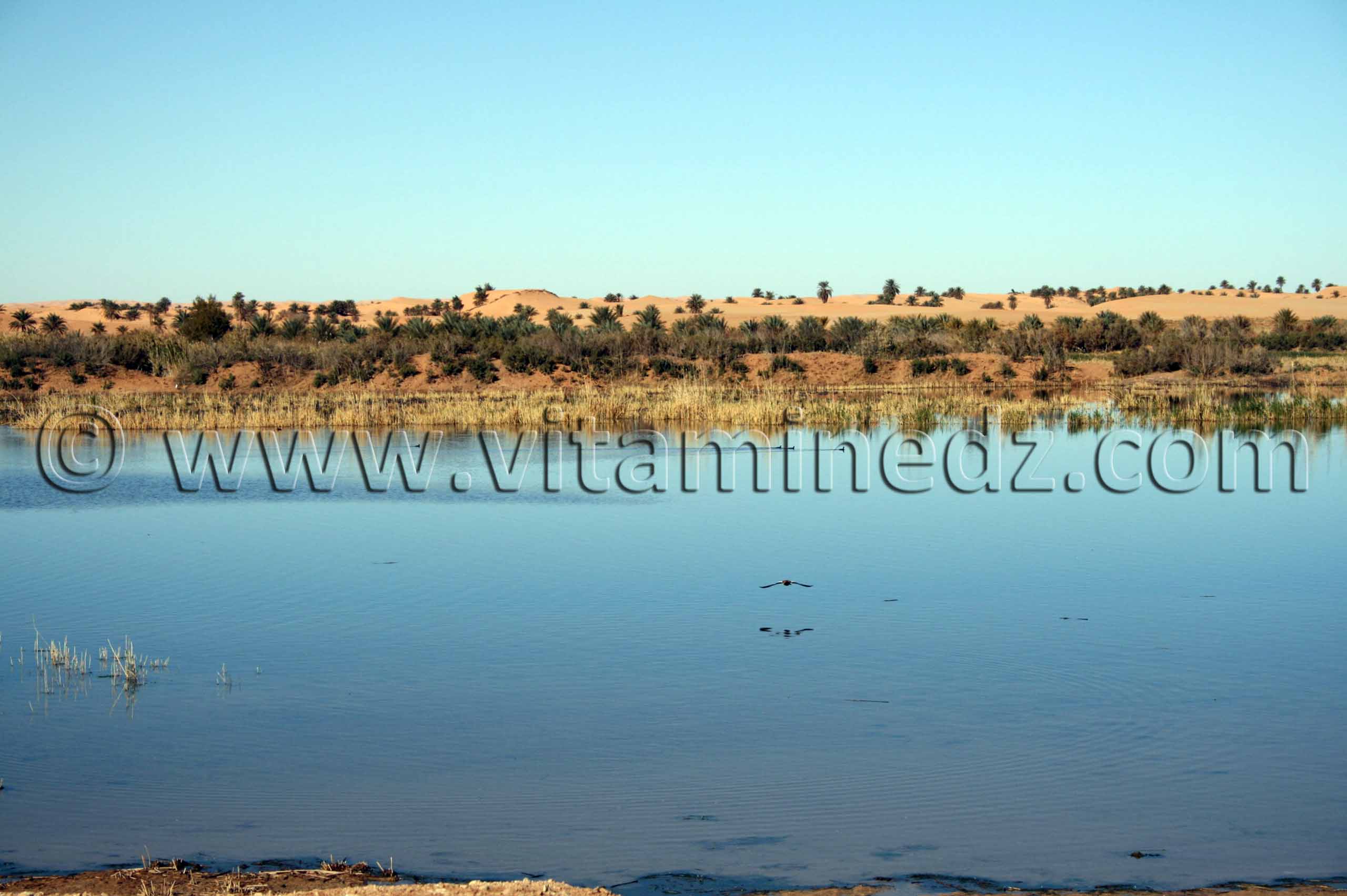 Lac dans la région d'El Menia (El Golea)