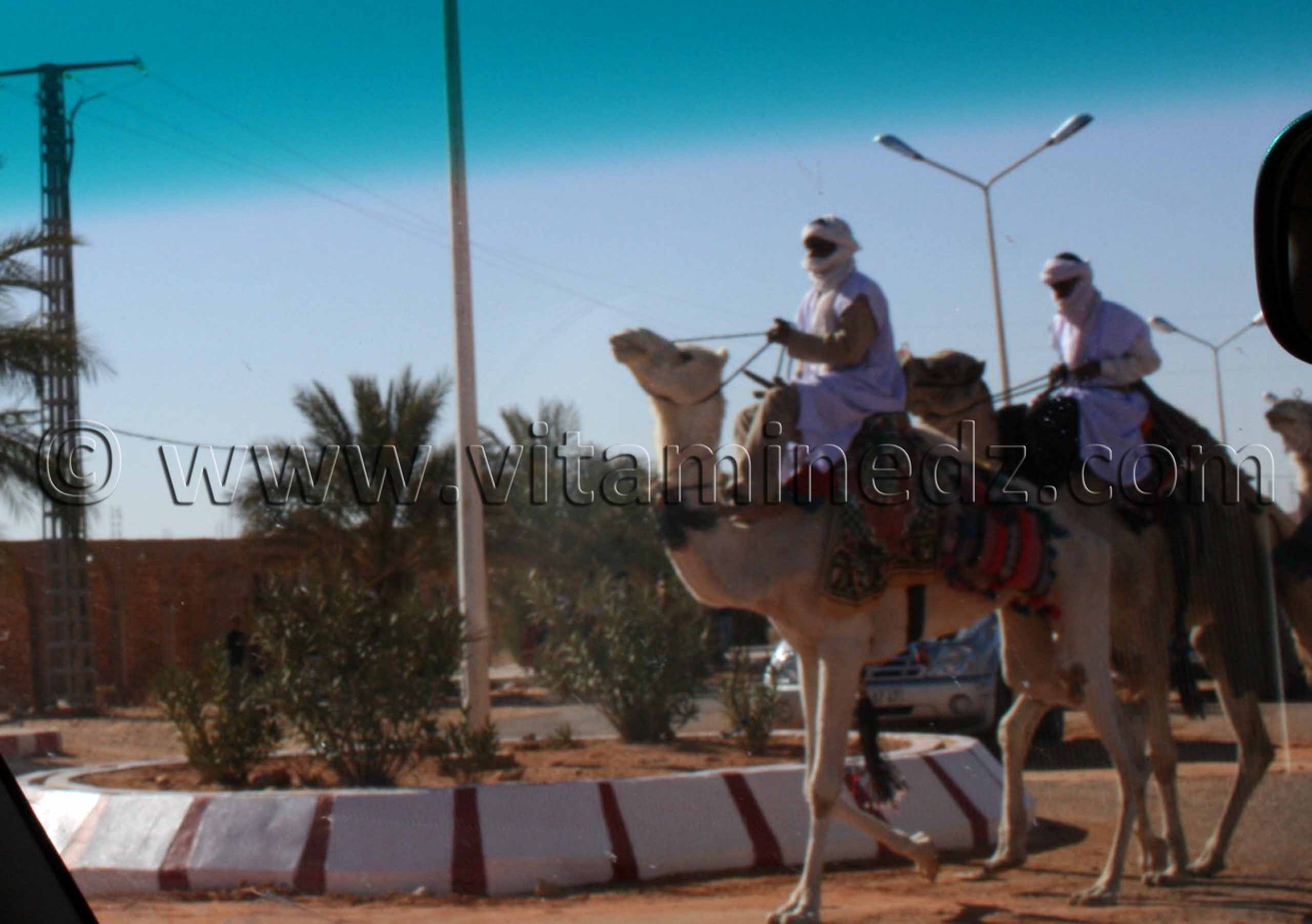 Chameliers à Mansoura, Commune Au Sud de Ghardaïa